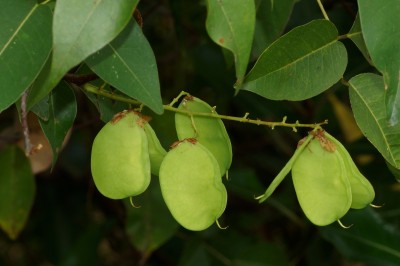 Cây dược liệu cây Cóc kèn, Cóc kèn nước - Derris trifoliata Lour