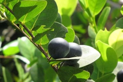 Cây dược liệu cây Cocoa - Chrysobalanus icaco L