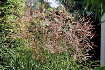 Cây dược liệu cây Luân thuỳ - Spirolobium cambodianum BaillCỏ chè vè - Miscanthus sinensis Anderss