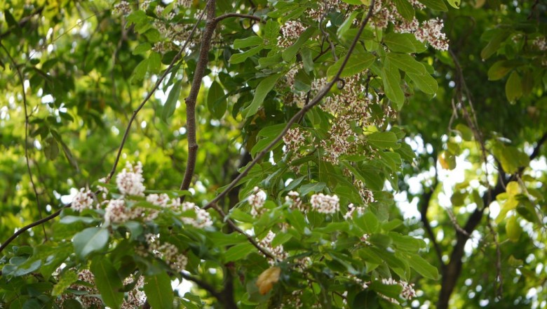 Cây dược liệu cây Cóc kèn mũi - Derris acuminata (Grah.) Benth