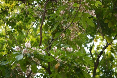 Cây dược liệu cây Cóc kèn mũi - Derris acuminata (Grah.) Benth