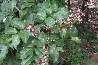 Cây dược liệu cây Cóc kèn chùy dài, Dây cóc - Derris thyrsiflora (Benth.) Benth