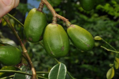 Cây dược liệu cây Cóc chua, Cóc rừng - Spondias pinnata (Koenig et L.f.) Kurz (S. mangifera Willd.)