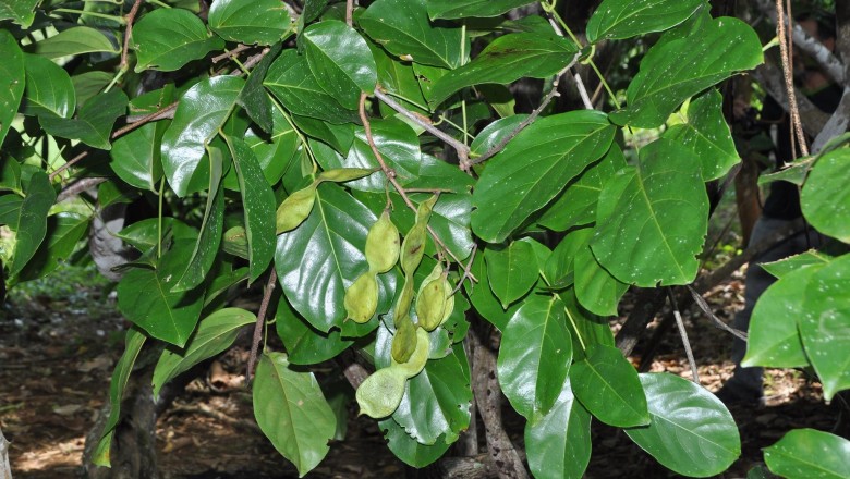 Cây dược liệu cây Cóc kèn Balansa, Mạ mân - Derris balansae Gagnep
