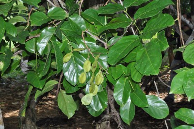 Cây dược liệu cây Cóc kèn Balansa, Mạ mân - Derris balansae Gagnep