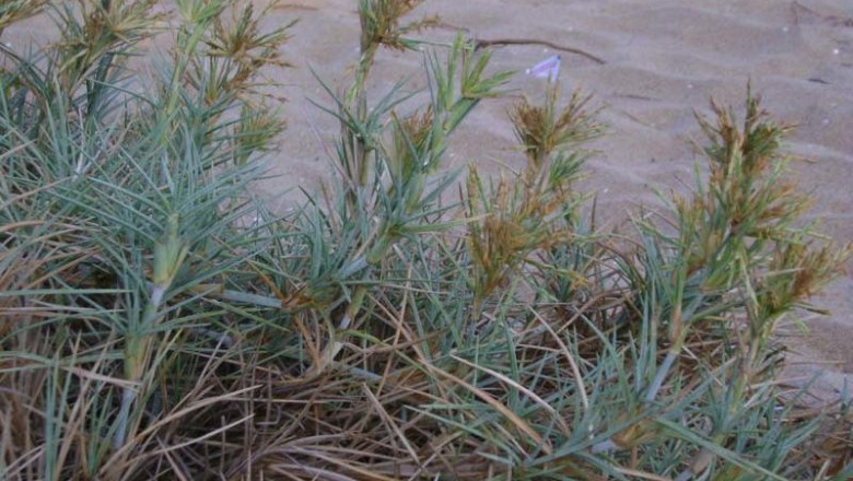Cây dược liệu cây Cỏ chông, Cỏ lông chông - Spinifex littoreus (Burm. f.) Merr