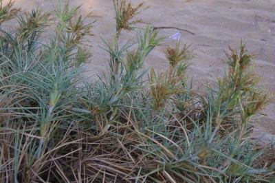 Cây dược liệu cây Cỏ chông, Cỏ lông chông - Spinifex littoreus (Burm. f.) Merr