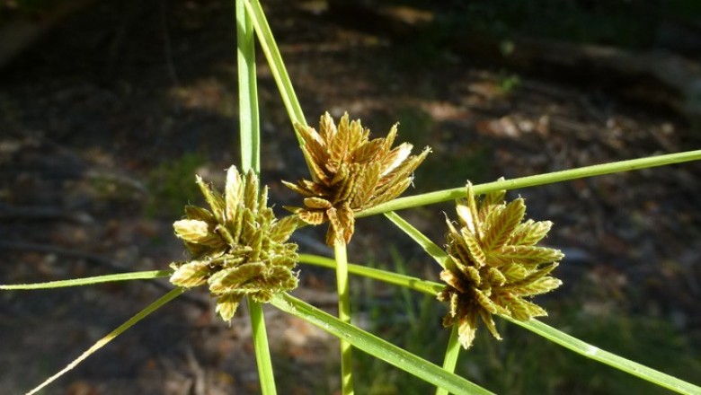 Cây dược liệu cây Cỏ cò ke, Cói trục dai hoa vàng, Cỏ ken - Pycreus substramineus (Kuk.) K. Khoi (Pycreus stramineus(Nees) Clarke)