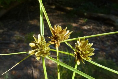 Cây dược liệu cây Cỏ cò ke, Cói trục dai hoa vàng, Cỏ ken - Pycreus substramineus (Kuk.) K. Khoi (Pycreus stramineus(Nees) Clarke)