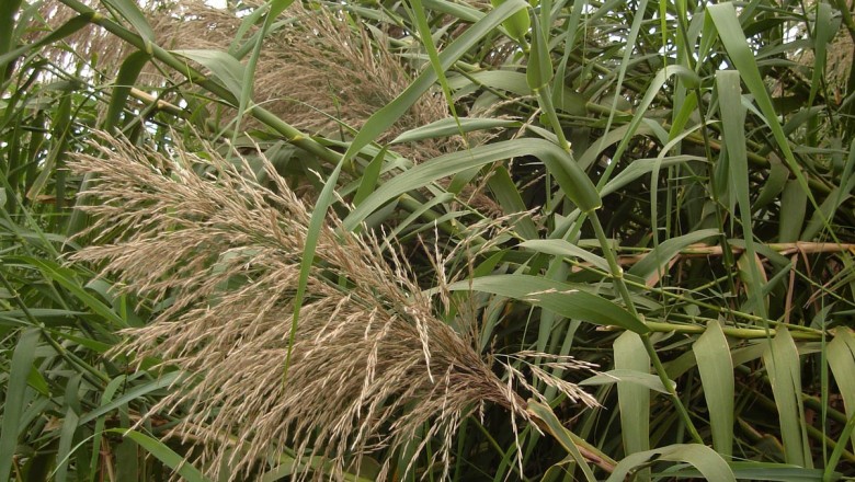 Cây dược liệu cây Cỏ chè vè sáng, Lô sáng - Miscanthus floridulus (Labill) Warb ex Schum et Lauterb (Saccharum floridulumLabill)