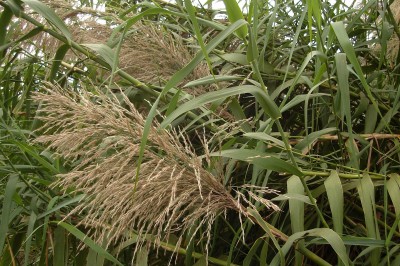 Cây dược liệu cây Cỏ chè vè sáng, Lô sáng - Miscanthus floridulus (Labill) Warb ex Schum et Lauterb (Saccharum floridulumLabill)