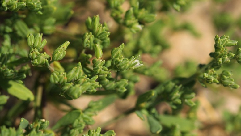 Cây dược liệu cây Cóc mẩn, Đa châu nằm - Polycarpon prostratum (Forssk.) Asch. et Schw. (P. indicum (Retz.) Merr.)