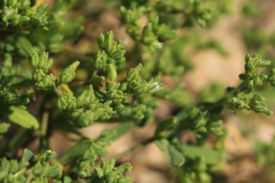 Cây dược liệu cây Cóc mẩn, Đa châu nằm - Polycarpon prostratum (Forssk.) Asch. et Schw. (P. indicum (Retz.) Merr.)