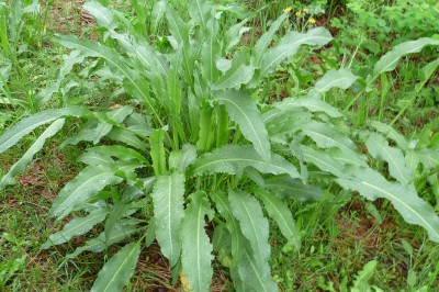 Cây dược liệu cây Chút chít nhăn, Dương đề - Rumex crispus L