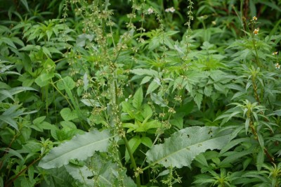 Cây dược liệu cây Chút chít răng - Rumex dentatus L