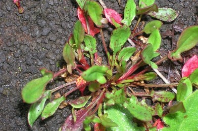 Cây dược liệu cây Chút chít, Toan thảo - Rumex acetosella L