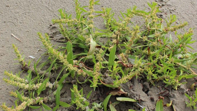 Cây dược liệu cây Chút chít hoa dày, Dương đề Trung Quốc - Rumex chinensis Campd