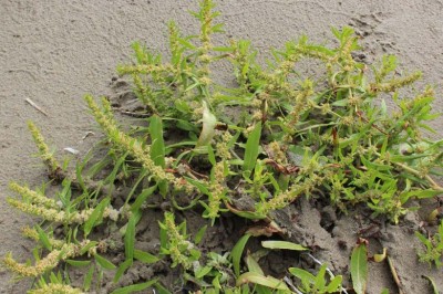 Cây dược liệu cây Chút chít hoa dày, Dương đề Trung Quốc - Rumex chinensis Campd