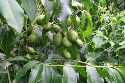 Cây dược liệu cây Cóc - Spondias cythera Sonn. (S. dulcis Soland. ex Park.)