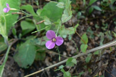 Cây dược liệu cây Cỏ bươm bướm tràn, Can tràn - Canscora diffusa (Vahl) R. Br