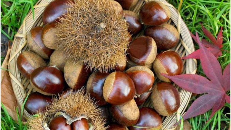 Những bài thuốc đông y tuyệt vời từ hạt dẻ bạn nên biết