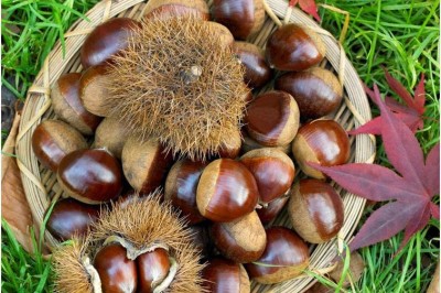 Những bài thuốc đông y tuyệt vời từ hạt dẻ bạn nên biết