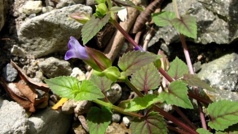 Cây dược liệu cây Cỏ bướm tím, Cúc tím - Torenia violacea (Azaola ex Blanco) Pennell (T. peduncularis Benth)
