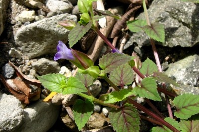 Cây dược liệu cây Cỏ bướm tím, Cúc tím - Torenia violacea (Azaola ex Blanco) Pennell (T. peduncularis Benth)
