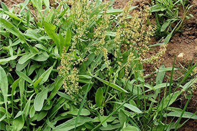 Cây dược liệu cây Chút chít, Lưỡi bò - Rumex wallichi Meisn