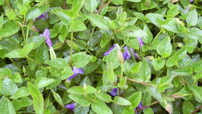 Cây dược liệu cây Cỏ bướm, Ngổ dại - Torenia asiatica L.