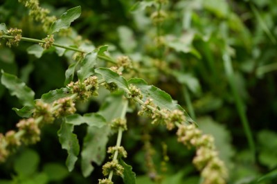 Cây dược liệu cây Chút chít Nepal - Rumex nepalensis Spreng