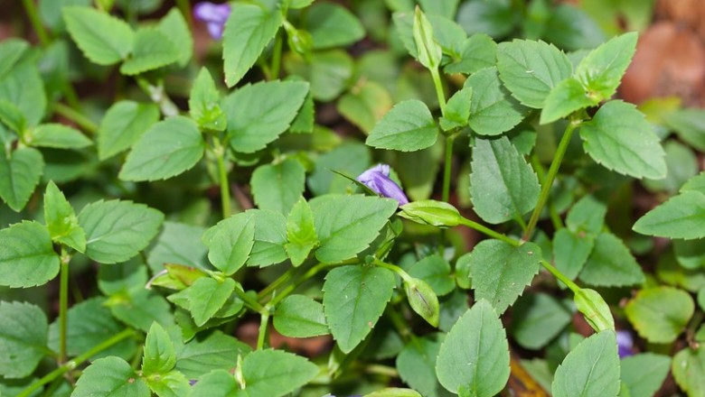 Cây dược liệu cây Cỏ bướm nhẵn - Torenia glabra Osb