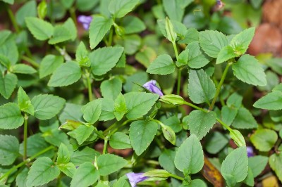 Cây dược liệu cây Cỏ bướm nhẵn - Torenia glabra Osb