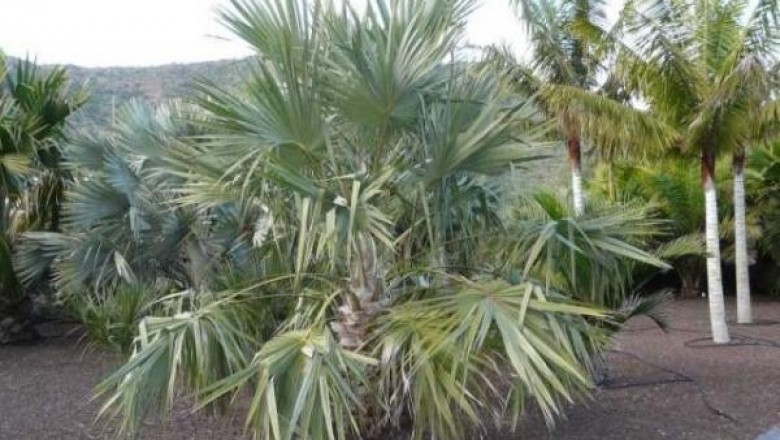 Cây dược liệu cây Cọ, Kè Nam, Cây lá gồi, Cây lá nón - Livistona saribus (Lour.) Merr. ex Cheval. (L. cochinchinensis Mart.)