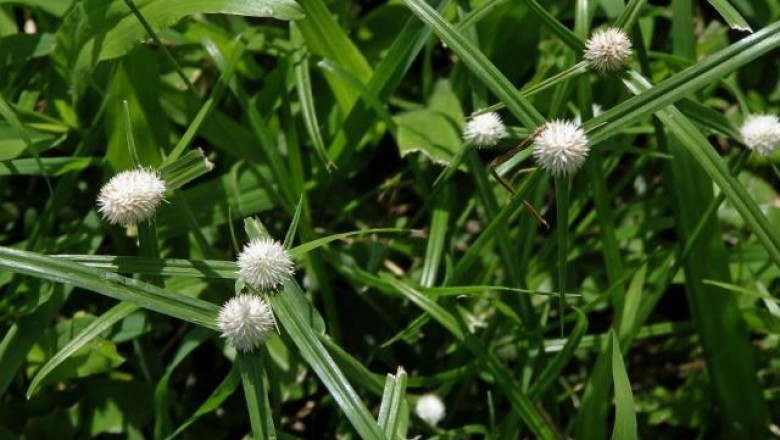 Cây dược liệu cây Cỏ bạc đầu - Kyllinga nemoralis (Forst, et Forst.f.) Dandy ex Hutch, et Dalz. (K. monocephala Rottb)