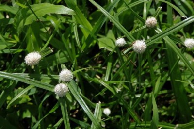 Cây dược liệu cây Cỏ bạc đầu - Kyllinga nemoralis (Forst, et Forst.f.) Dandy ex Hutch, et Dalz. (K. monocephala Rottb)