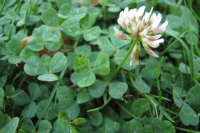 Cây dược liệu cây Cỏ ba lá, Cỏ chìa ba, Ðậu chẻ ba hoa trắng - Trifolium repens L