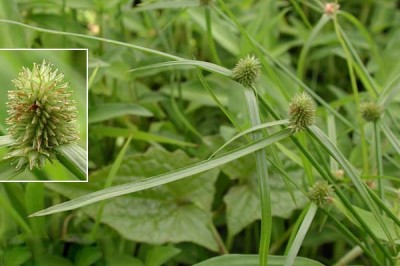 Cây dược liệu cây Cỏ bạc đầu lá ngắn, Cỏ đầu tròn - Kyllinga brevifolia Rottb. (Cyperus brevifolius (Rottb) Hassk)