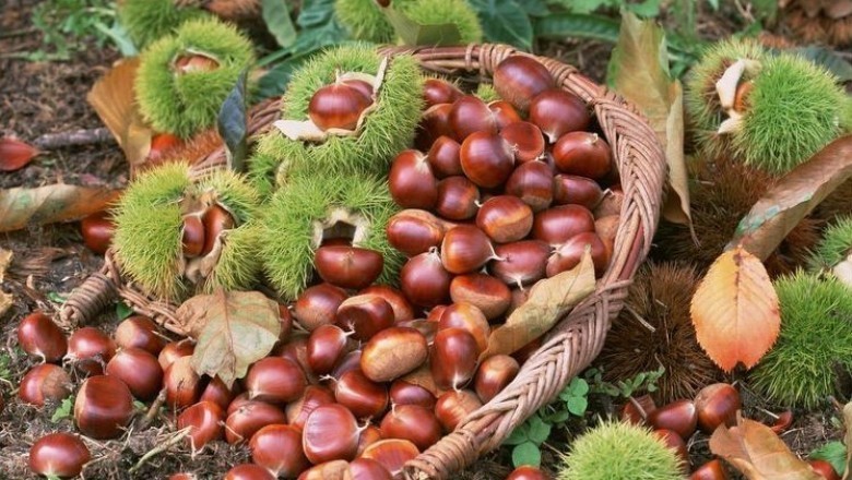 Trùng Khánh tập trung phát triển cây dẻ, Cao Bằng