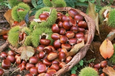 Trùng Khánh tập trung phát triển cây dẻ, Cao Bằng