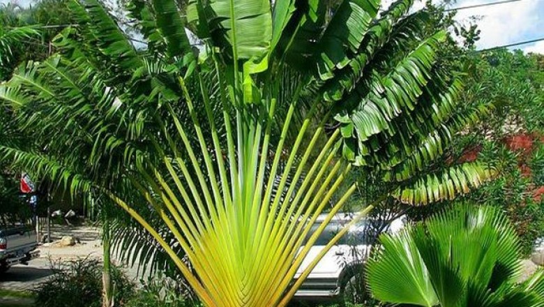 Cây dược liệu cây Chuối rẻ quạt - Ravenala madagascariensis Gmel