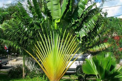 Cây dược liệu cây Chuối rẻ quạt - Ravenala madagascariensis Gmel