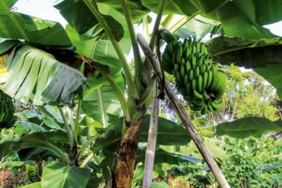 Cây dược liệu cây Chuối - Musa spp