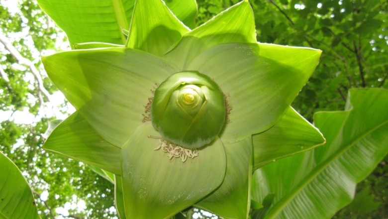 Cây dược liệu cây Chuối cô đơn - Ensele glaucum (Roxb) E. E Cheesman (Musa glauca Rozb)