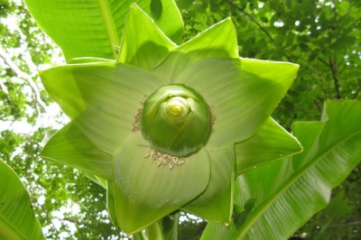 Cây dược liệu cây Chuối cô đơn - Ensele glaucum (Roxb) E. E Cheesman (Musa glauca Rozb)