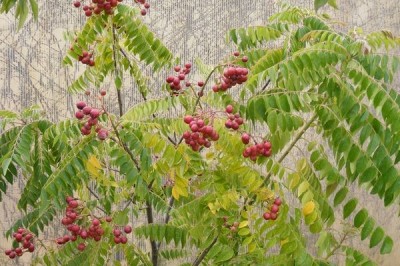 Cây dược liệu cây Chùm hôi trắng, Cà ri, Xan tróc - Murraya koenigii (L.) Spreng