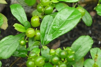 Cây dược liệu cây Chùm rụm, Quần đầu trung gian - Polyaltha intermedia (Pierre) Ban (Unona evecta var intermedia Pierre)