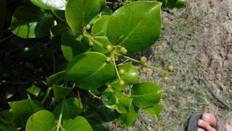 Cây dược liệu cây Chùm lé, Gai ma - Azima sarmentosa (Blume) Benth et Hook f