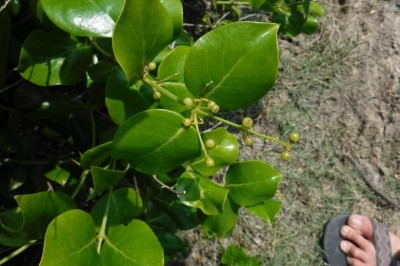 Cây dược liệu cây Chùm lé, Gai ma - Azima sarmentosa (Blume) Benth et Hook f