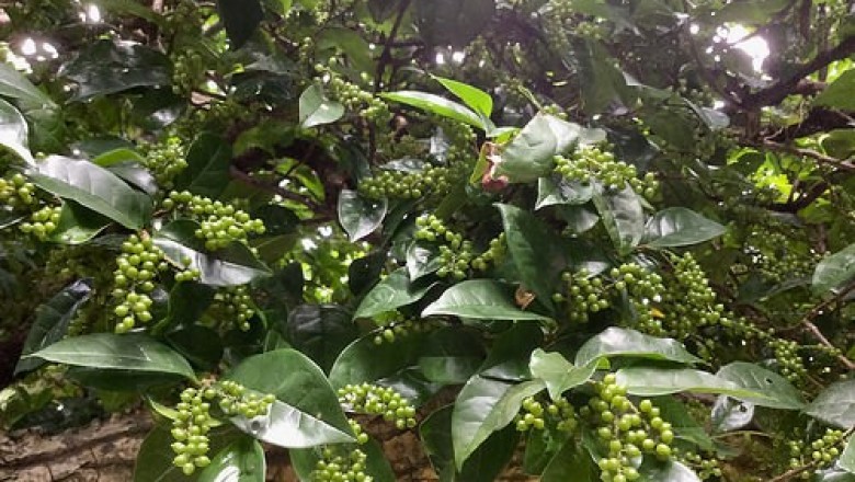 Cây dược liệu cây Chua ngút lá thuôn, Rè lá thuôn - Embelia oblongifolia Hemsl